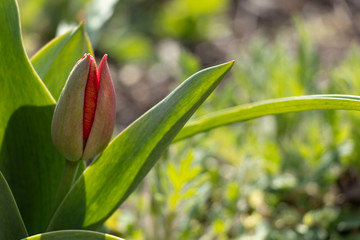 Beauty. Red spring tulips. Domestic flowerbed, growing flowers.