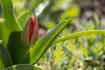 Beauty. Red spring tulips. Domestic flowerbed, growing flowers.