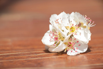 Spring flowering in a mug on a wooden background. Beautiful floral background. Blossoming.