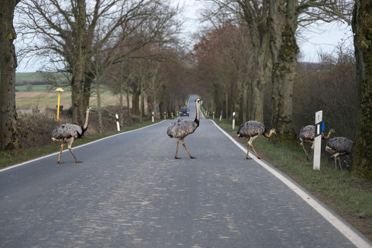 American greater rheas or nandu (Rhea americana) cross a country road in front of a driving car in Mecklenburg-Western Pomerania, Germany, a few animals escaped from a farm, copy space