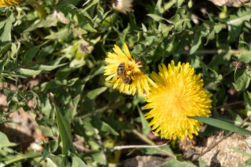 Beautiful dandelions in a spring park. Sunny day. A bee is a collector of nectar. Sunny day.