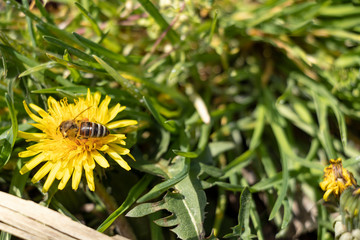 Beautiful dandelions in a spring park. Sunny day. A bee is a collector of nectar. Sunny day.
