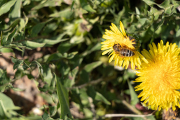 Beautiful dandelions in a spring park. Sunny day. A bee is a collector of nectar. Sunny day.