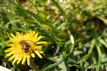 Beautiful dandelions in a spring park. Sunny day. A bee is a collector of nectar. Sunny day.