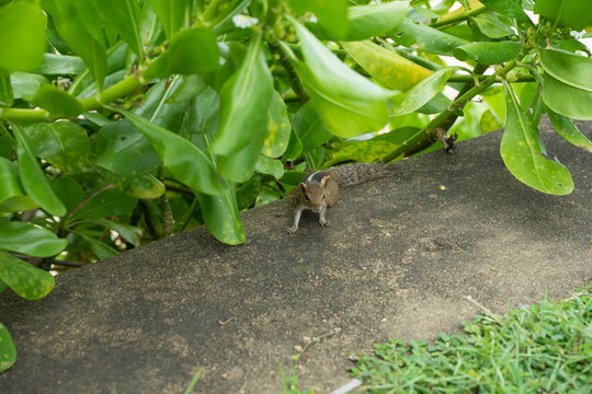 chipmunks or palm squirrels in sri lanka