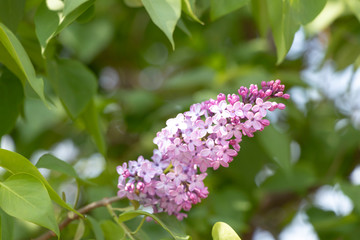 Spring flowering around us. Lilac bush. Sunny day. Red flowers in a hand. Beauty.