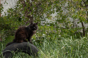 A multi-colored wild cats walks outdoors. Sunny day, soil, green plants. Cute.