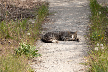 A multi-colored wild cats walks outdoors. Sunny day, soil, green plants. Cute.
