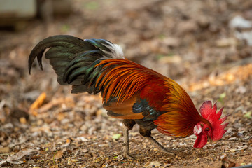 Red jungle fowl, natural light during the day