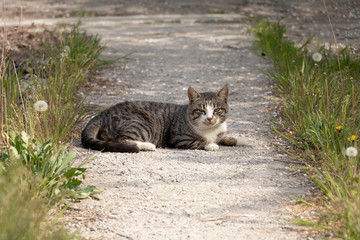A multi-colored wild cats walks outdoors. Sunny day, soil, green plants. Cute.