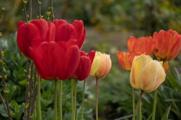 Obraz premium Red spring tulips. Domestic flowerbed, growing flowers. Yellow.