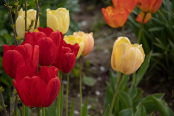 Red spring tulips. Domestic flowerbed, growing flowers. Yellow.