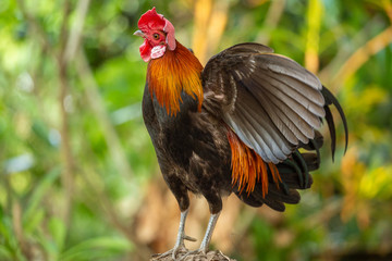 Red jungle fowl, natural light during the day