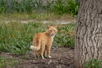A multi-colored wild cats walks outdoors. Sunny day, soil, green plants. Cute.