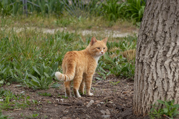 Naklejka na ściany i meble A multi-colored wild cats walks outdoors. Sunny day, soil, green plants. Cute.