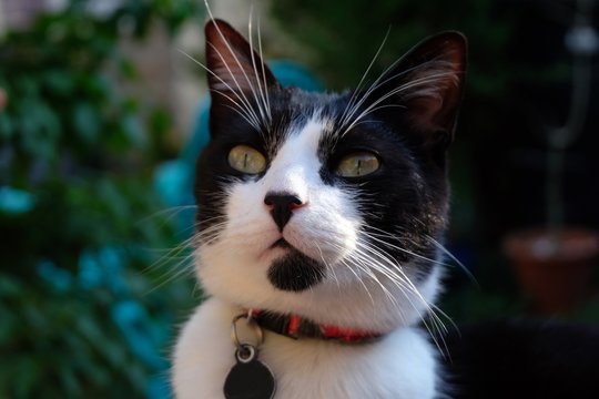 Portrait de chat noir et blanc
