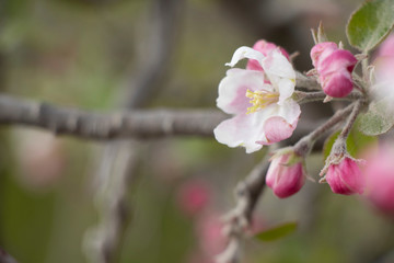 Spring flowering on trees and bushes. Nature wakes up. Pink flowers. Apple tree.