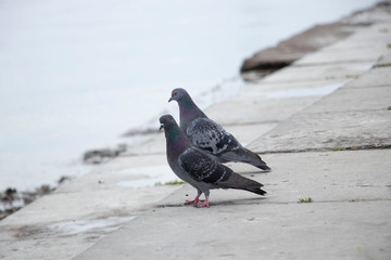 Two pigeons near the river. Sunny spring day. Spring.
