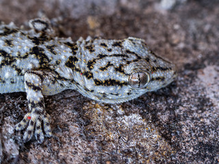 Detail of the eye and head of a gecko. Textured aggressive skin coloring with red dots. Tarentola mauritanica is a species of gecko native to the Mediterranean area.