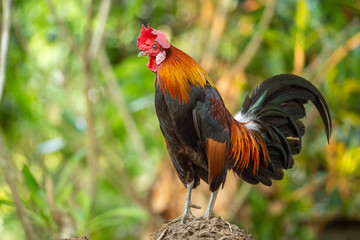 Red jungle fowl, natural light during the day