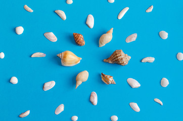 Creative various seashell pattern on pastel blue background with copy space. Summer flat lay.