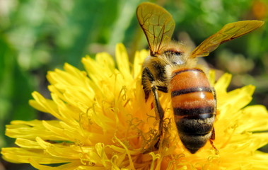 bee on a flower