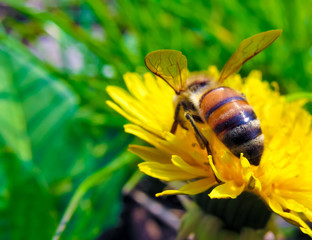 bee on yellow flower