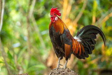 Red jungle fowl, natural light during the day