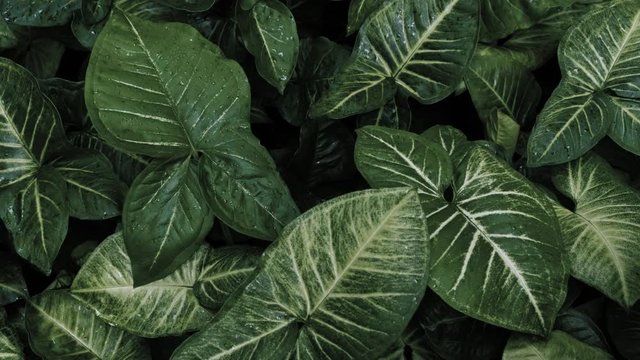 Natural texture with tropical leaves. Calm relaxing background. Environmental concept. 