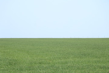 Green spring field. Harvesting. Industrial plant crops.