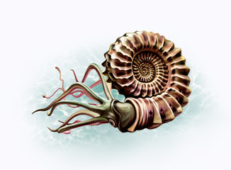 realistic drawing Ammonoidea