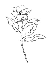 Hand drawn outline illustration of magnolia flowers
