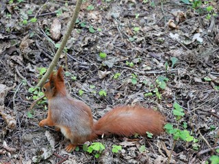 Squirrel in the forest.j