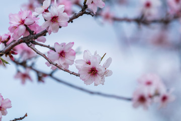 pink almond blossom in winter