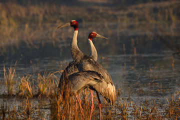 black crowned crane