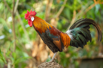 Red jungle fowl, natural light during the day