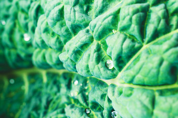 Green leaf of cabbage with drops of water. Close-up. Healthy food. The texture of cabbage. Green background.