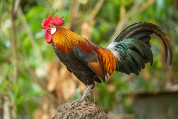 Red jungle fowl, natural light during the day