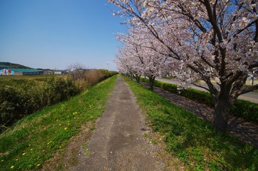 Fototapeta na wymiar 細道と桜