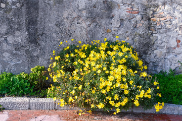 Close-up of a blooming plant of yellow bush daisy (Euryops pectinatus), flowering plants in the sunflower family that produce daisy-like yellow flowerheads from fern-like foliage, against a stone wall