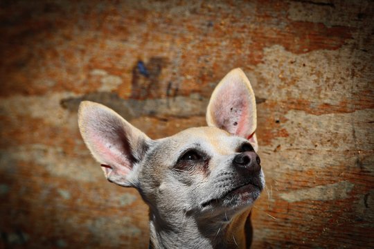 Close-up Of Chihuahua Looking Up Against Wall