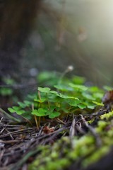 clover leaves close-up, background blurred, macro