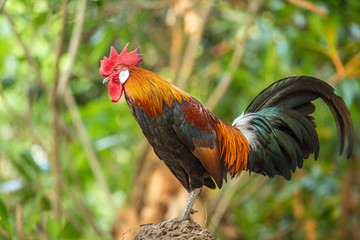 Red jungle fowl, natural light during the day