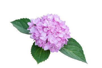 Pink Hydrangea flower bloom with leaf in the garden isolated on white background included clipping path.