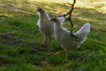 Poule Leghorn