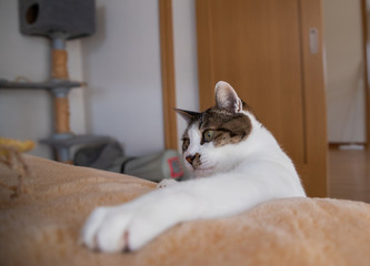 興味津々な猫ちゃん