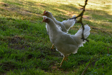 Poule Leghorn