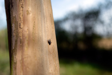 Mosca ferma su un tronco di albero con uno sfondo ambientale, per comunicazioni, messaggi commerciali, informazioni, marketing