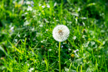 dandelion seed in green grass