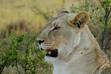 Side View of African Female Lioness